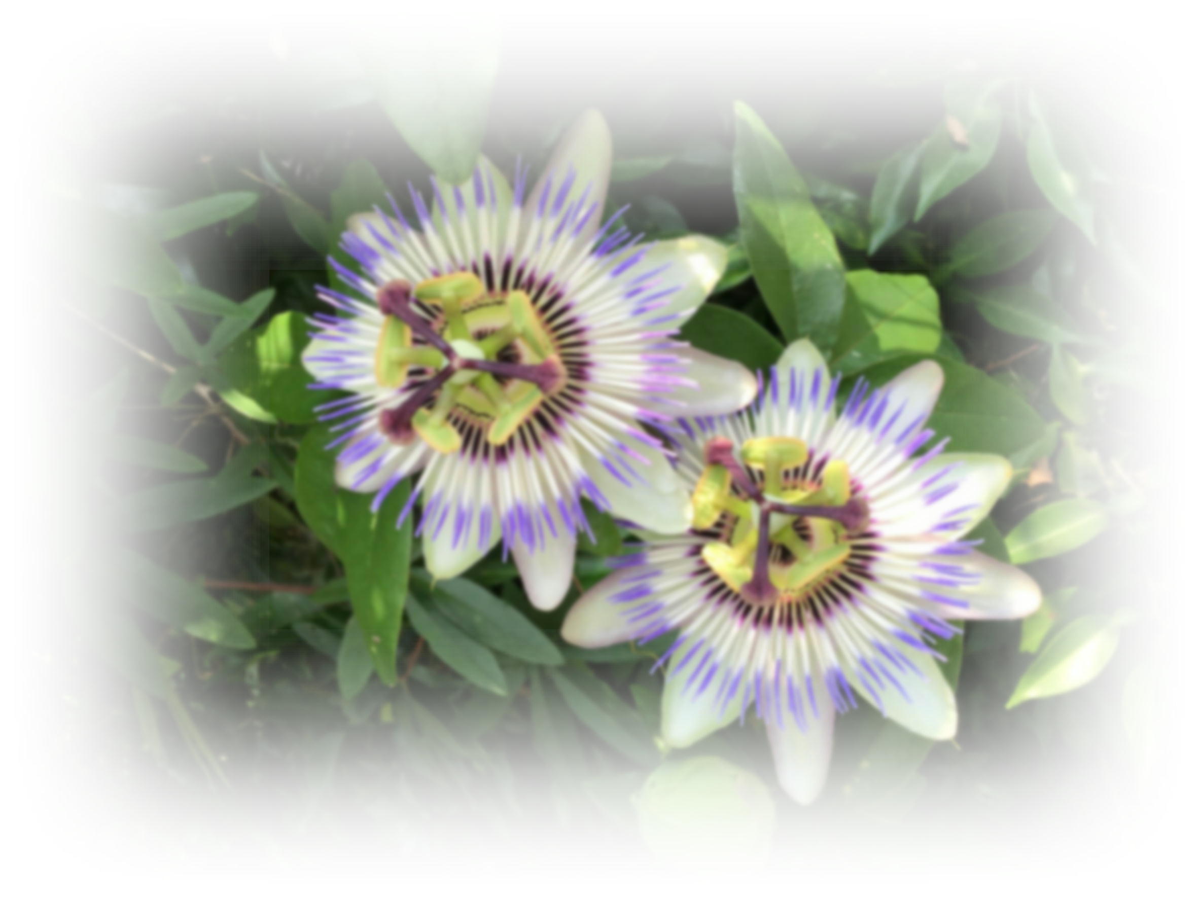 liaison始めました